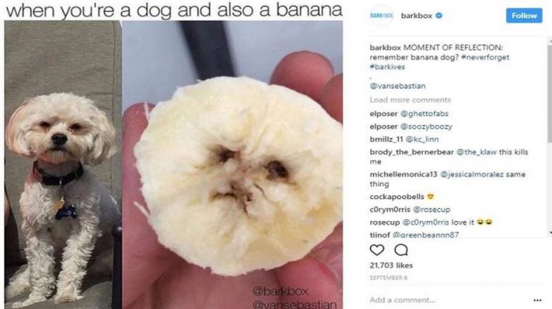 Barkbox- meme marketing